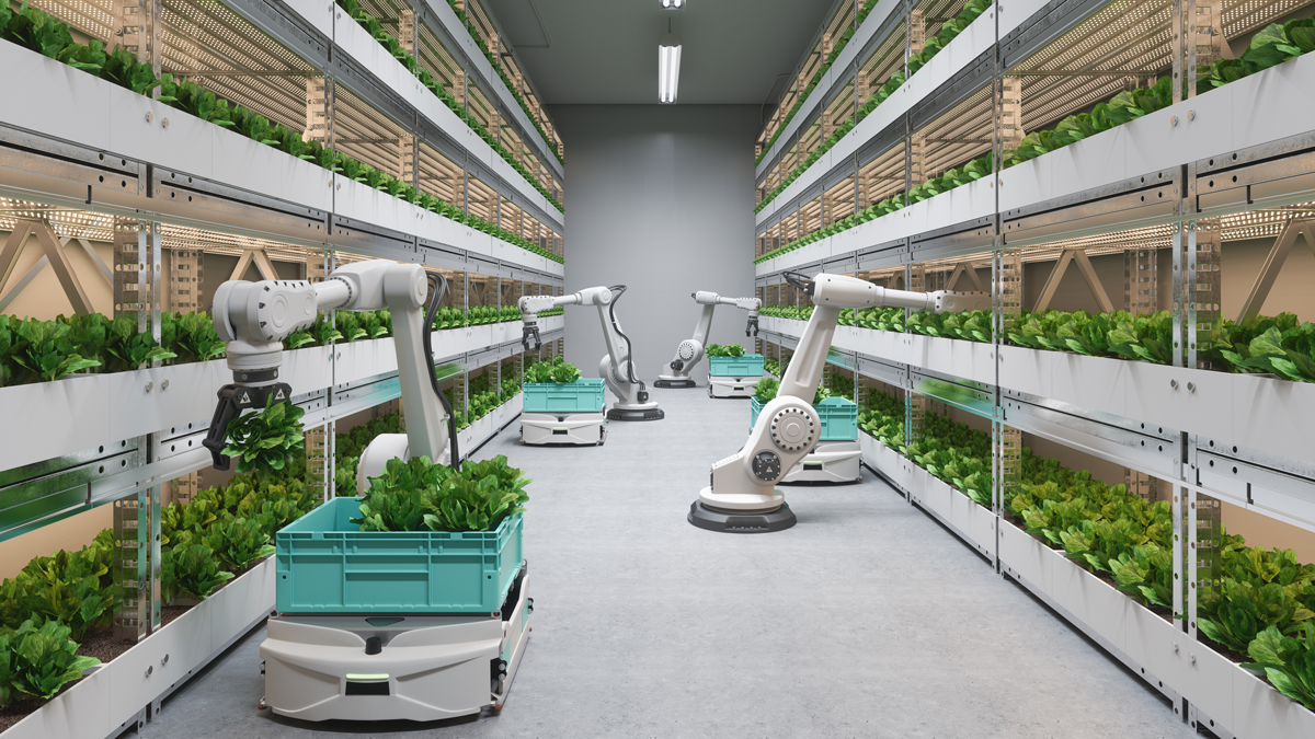 Automatic Agricultural Technology With Robots Harvesting Lettuce In Greenhouse