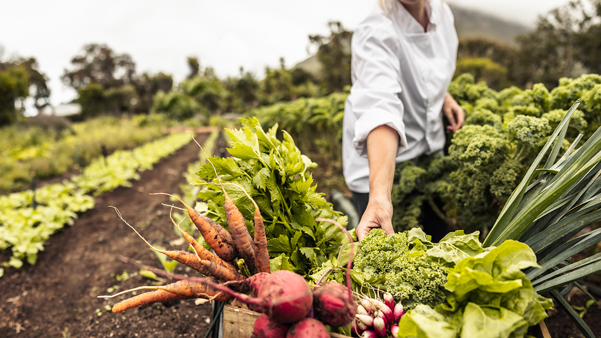 Anonymous chef harvesting fresh vegetables in an agricultural field. Self-sustainable female chef arranging a variety of freshly picked produce into a crate on an organic farm.