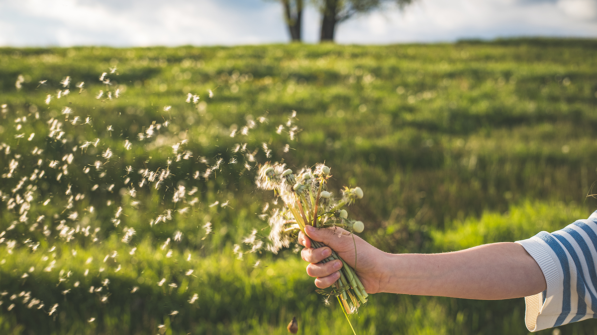 DPS, News: Ko-Pionier-Preis Flower seeds flying away with wind.