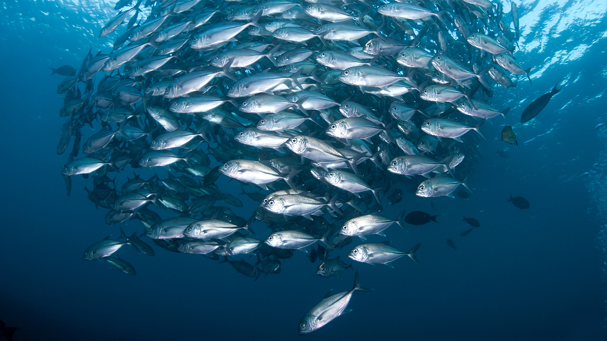 SQC, Technologien: Metrino "Huge school of Black Jacks, at the Liberty Wreck at Tulamben, Bali"