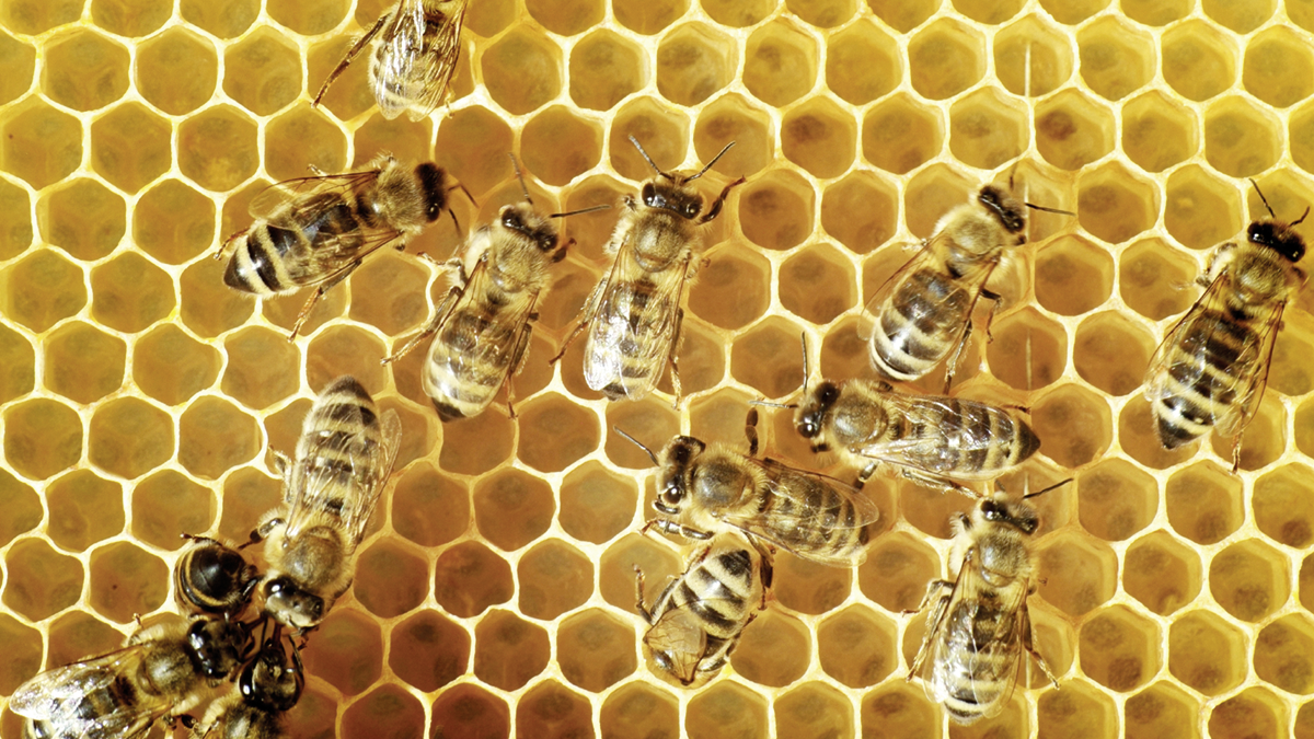 Honeybees on a comb: Overhead view of honeybees on a comb