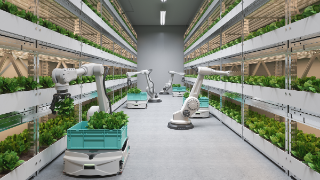 Automatic Agricultural Technology With Robots Harvesting Lettuce In Greenhouse