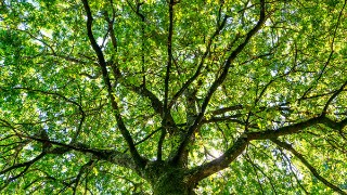 photography of trees and vegetation in nature