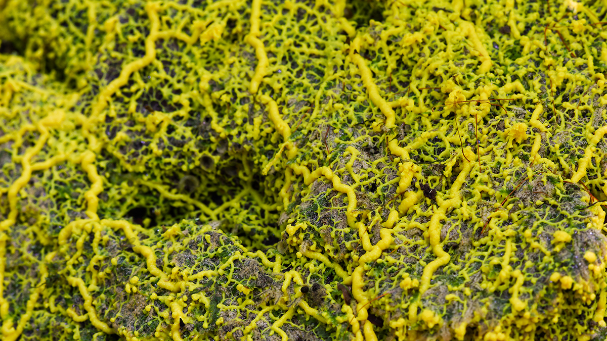 FAME, Projekte: BIONETS Yellow slime mold / mould (physarum sp) on the tropical forest ground