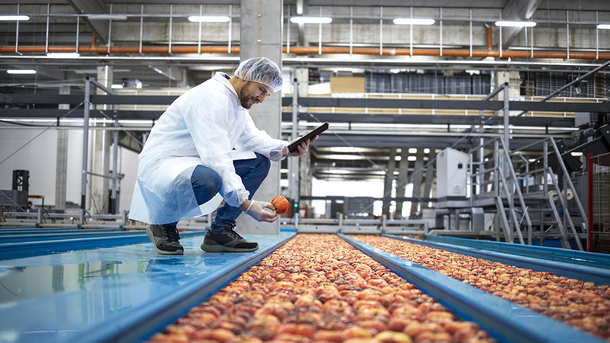 Technologist with tablet computer standing by water tank conveyers doing quality control of apple fruit production in food processing plant.